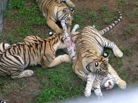 威海動物園孟加拉虎咬死稀有白虎