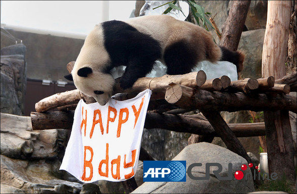 香港海洋公園為熊貓樂(lè)樂(lè)慶祝生日