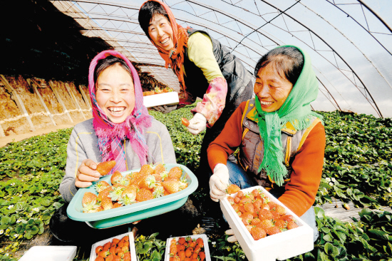 正應季 沈陽草莓您可放心吃（圖）