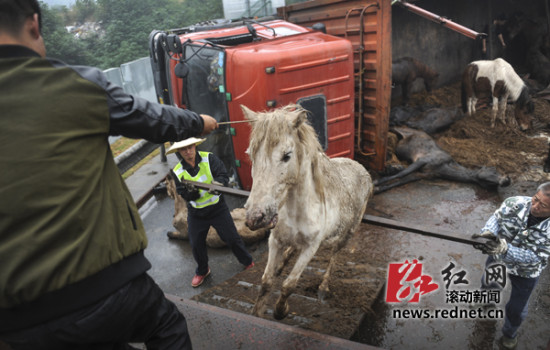 運馬貨車高速上側翻 警察開警車追馬