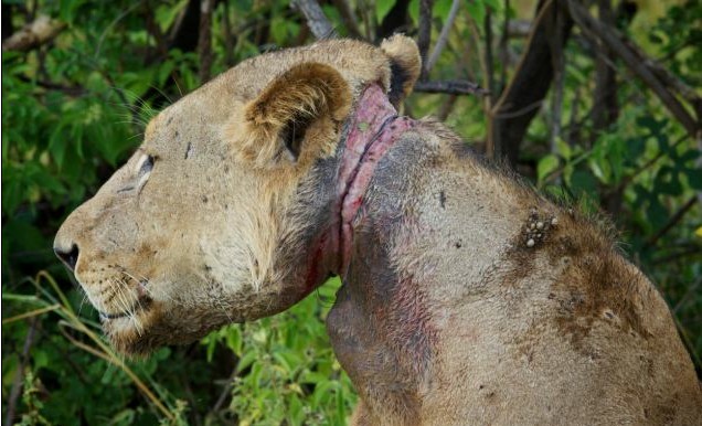 公獅遭“死亡項(xiàng)圈”勒頸3年 命懸一線終獲救