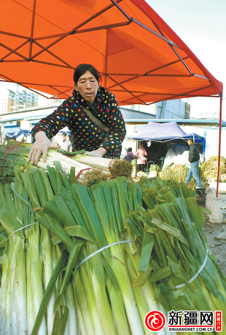 新疆：冬儲大蔥價格同比降低一半