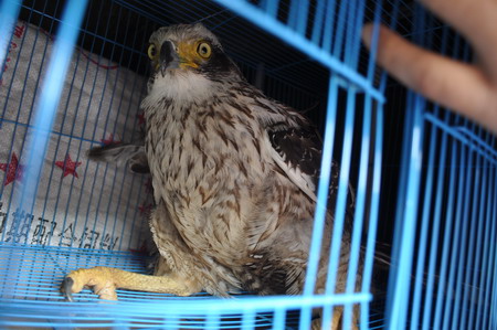 2011普洱國家公園大型野生動物放生車隊抵達普洱 動物全部安然無恙