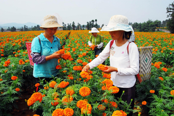 羅平旅游新看點：千畝萬壽菊驚艷綻放