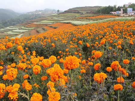 昆明東川紅土地榮膺“中國十佳最美風情小鎮”