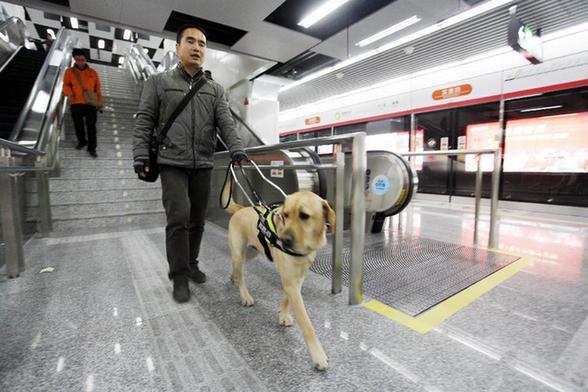 杭州導盲犬首次帶領主人乘地鐵