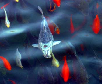 A carp with a head resembling a tiger swims in the Wulong Pool Park in Jinan, east China's Shandong Province February 25, 2005. The strange fish was found by local residents and has drawn hundreds of visitors in the past two days. Expert say the 30-centimeter long is a carp and could live as long as 100 years. A park employee said some fish lovers even called the park and offered a high price to buy the fish, but was refused the offer. [newsphoto] 