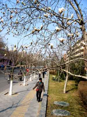 Magnolia blossoms