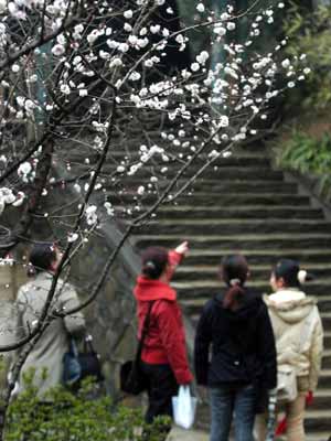 Peach blossom festival