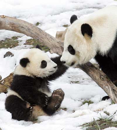 Giant Panda