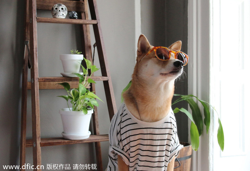 Trend watch: Stylish Dog goes viral