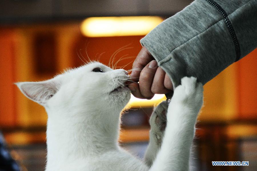 Cat-themed coffee bar opens in Harbin