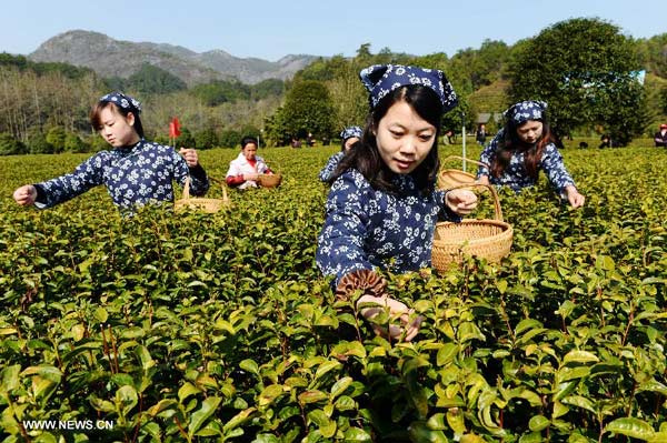 Organic tea leaves picked up in Wuyuan