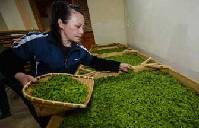 Demand for early batch of spring green tea drops