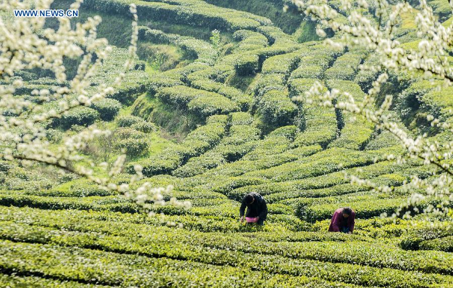 Tea picking season begins in China's Hubei