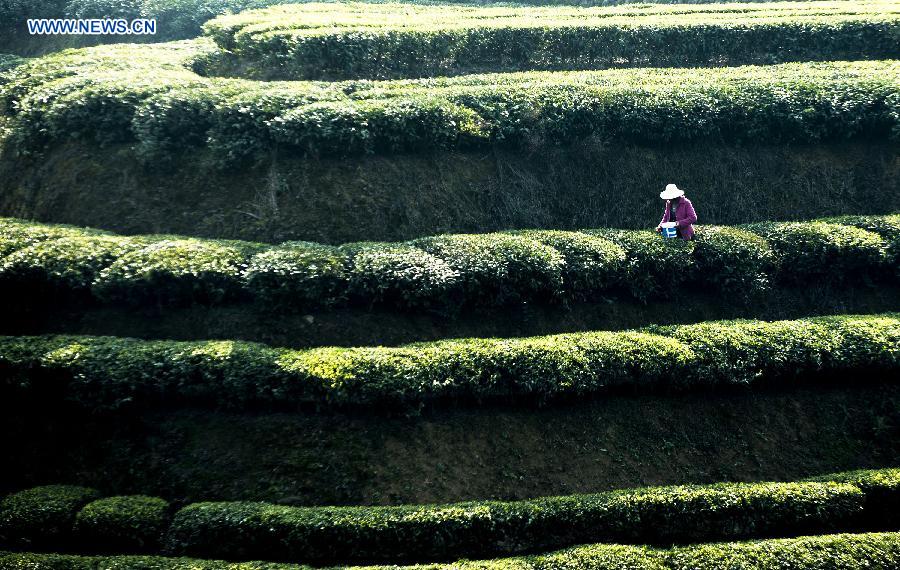 Tea picking season begins in China's Hubei