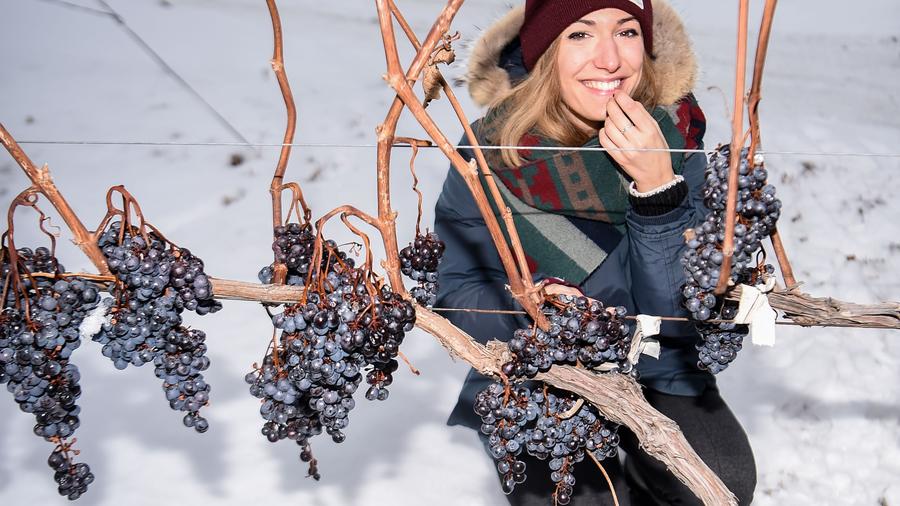 Ice wine vineyard in Northeast China