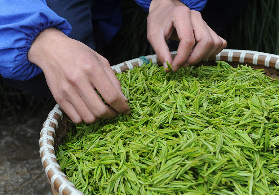 Tea master steeps young apprentice in ancient tradition