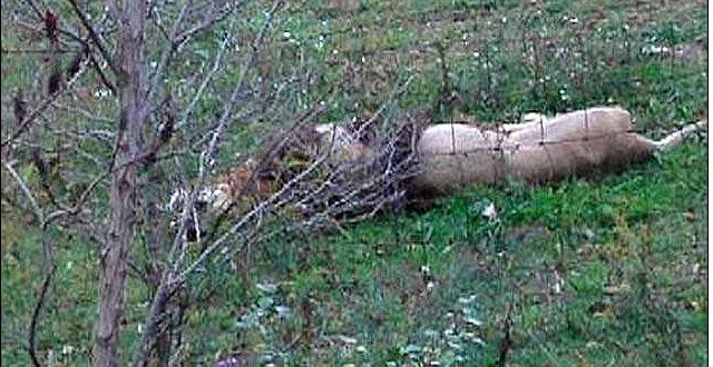 美動物園主人自殺前放走數(shù)十頭猛獸 警方連夜追殺