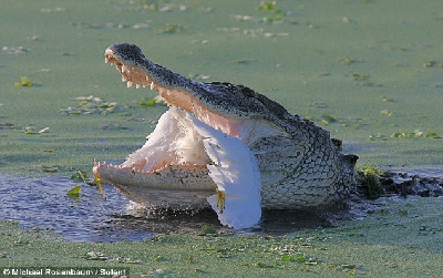 錯把鱷魚當石頭 白鷺捕魚反“被捕”