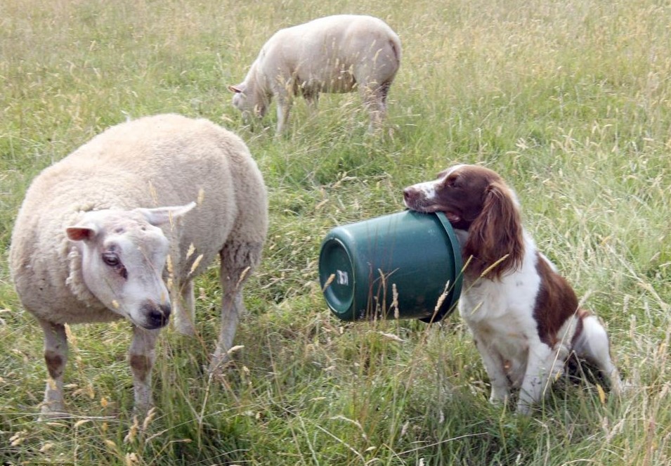 英國(guó)牧羊犬變身“奶媽” 叼奶瓶喂小羊羔畫(huà)面超有愛(ài)