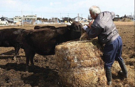 日本農民為照顧動物堅守核輻射區 生命堪危 