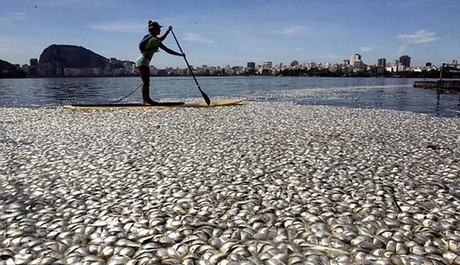 巴西奧運會賽艇場地驚現65噸死魚 或因缺氧所致