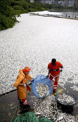 巴西奧運會賽艇場地驚現65噸死魚 或因缺氧所致