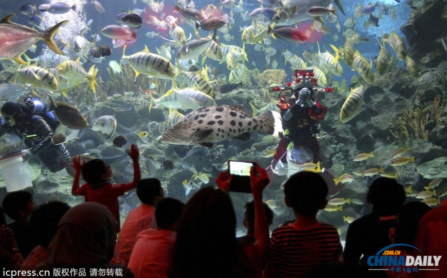 水下舞獅財神拜年 馬來西亞一水族館喜迎中國年