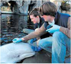 Scientists capture secrets held in a whale's breath