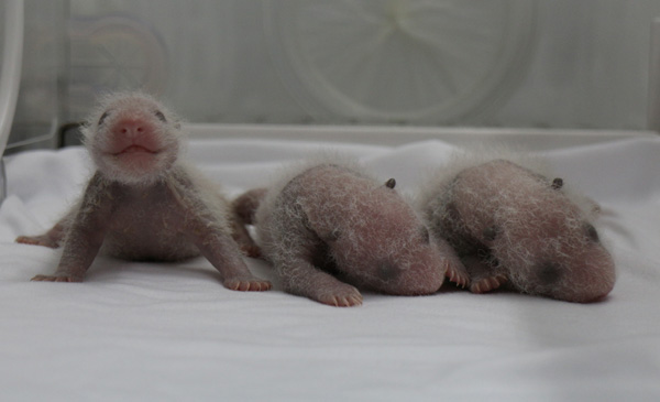 Guangzhou zoo unveils 'miracle' panda triplets