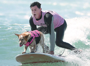 Surf competition goes to the dogs in tandem with owners