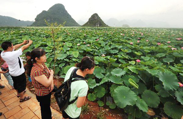 Vast expanse of lotus pond in Yunnan