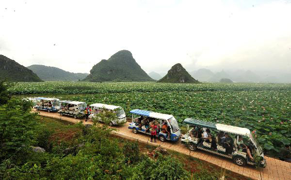 Vast expanse of lotus pond in Yunnan