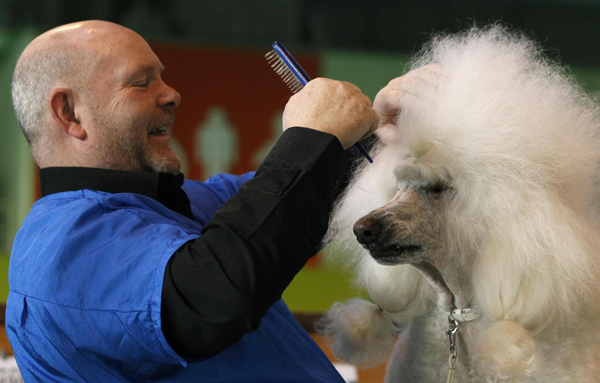 Crufts dog show