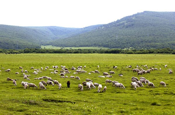 Scenery of Hulun Buir grassland