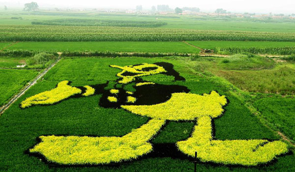 Art in paddy field