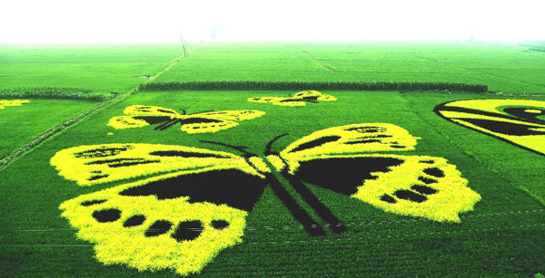 Art in paddy field