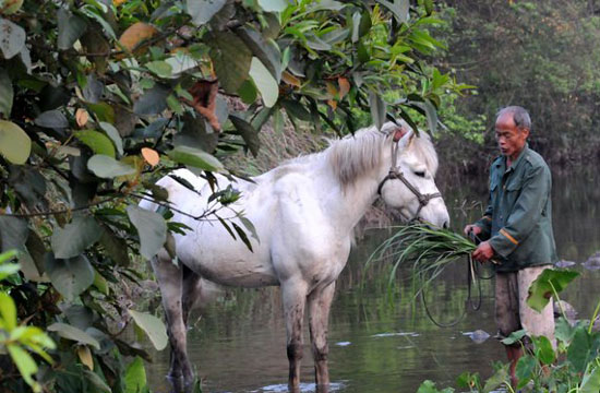 Horse caravan, a scene soon to disappear