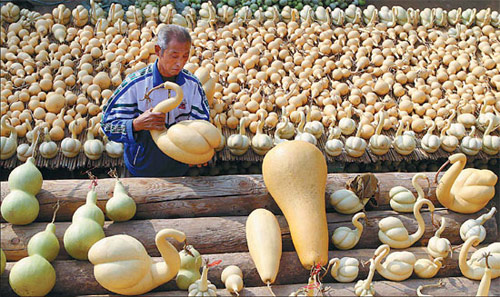 Shapely squash