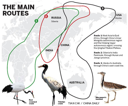 Death flight for birds on night of the hunter