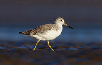 Researchers find birds of a unique feather