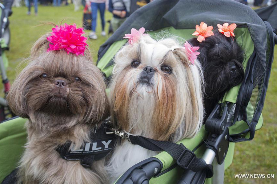 Take closer look at North America's largest festival for dogs