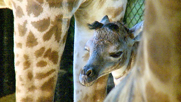 African music helps new giraffe mama calm down