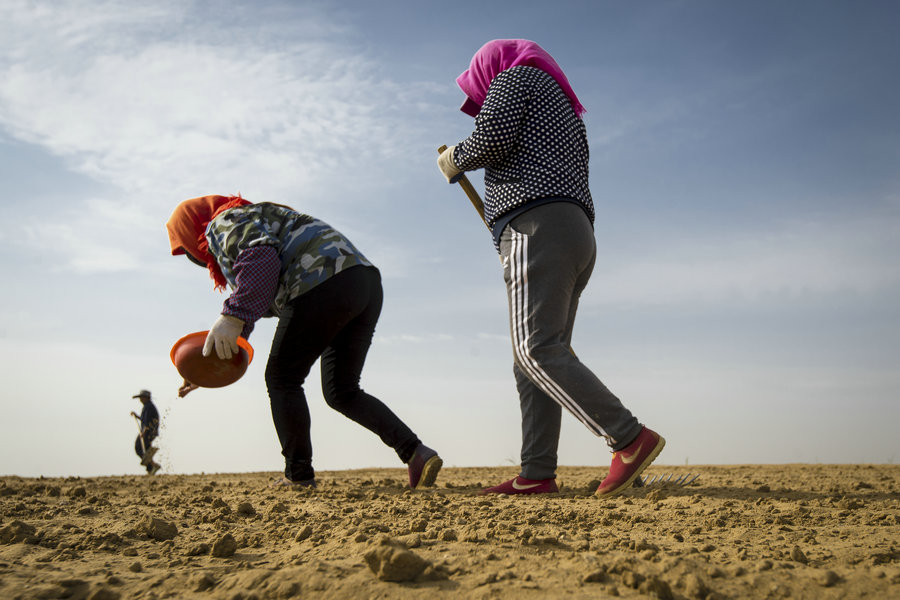 How plants survive in the Ulanbuh sand