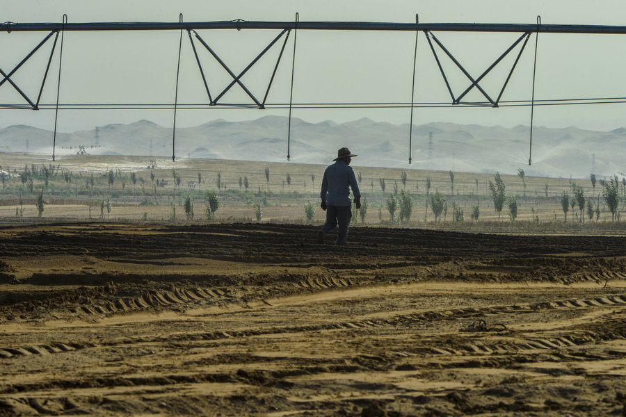 How plants survive in the Ulanbuh sand