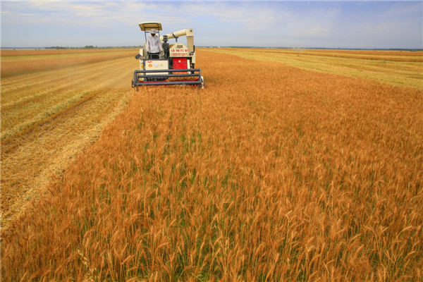 Summer wheat harvest begins