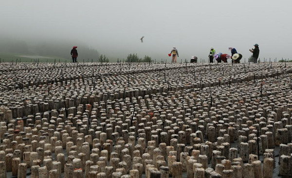 Farmers in Jilin capture life through their lenses