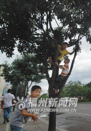 路邊芒果不要采　長期吸收尾氣食用有害健康(圖)