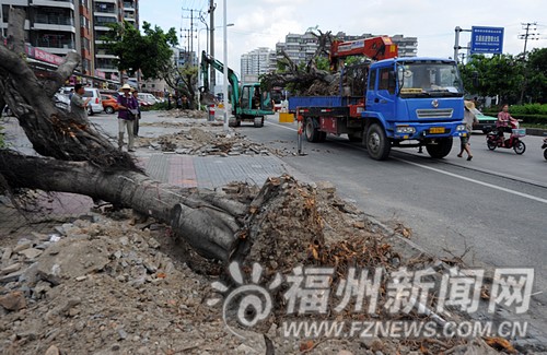 則徐大道六一南路行道樹(shù)將移植 為地鐵1號(hào)線讓路